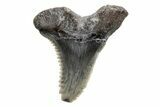 Snaggletooth Shark (Hemipristis) Tooth - South Carolina #211606-1